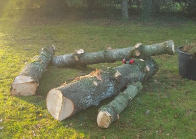 abattage d'arbre et troncs
