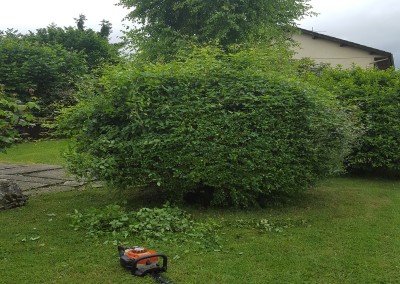 Taille et mise en forme de végétaux entretien de jardins