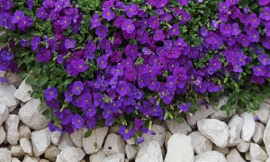 Création de jardins et jolies fleurs 