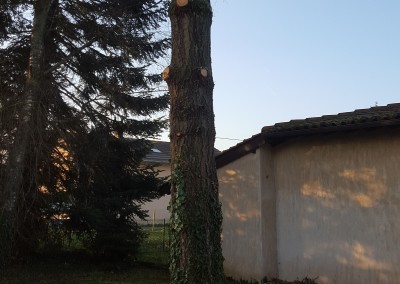 élagage d'arbre