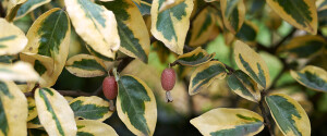 eleagnus-fruit