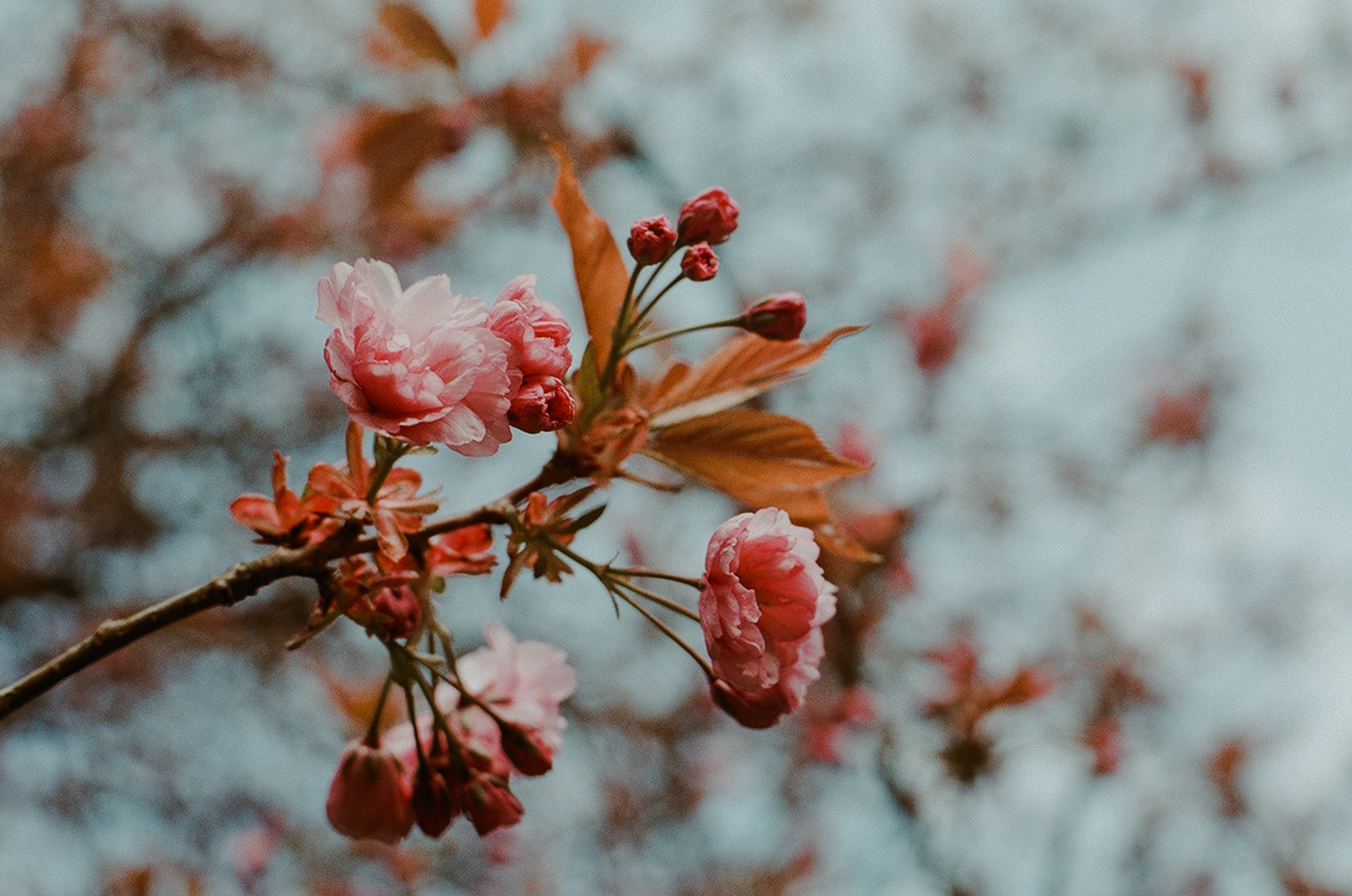 printemps