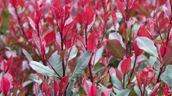 photinia